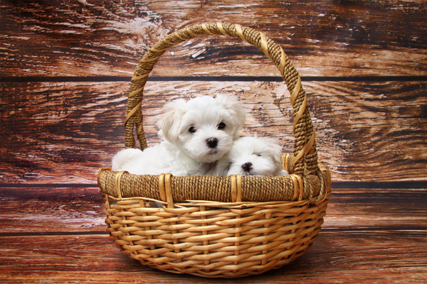 2 white, cute dogs in a basket