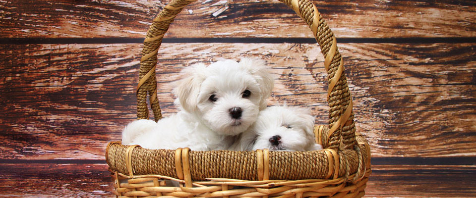 2 white, cute dogs in a basket 960