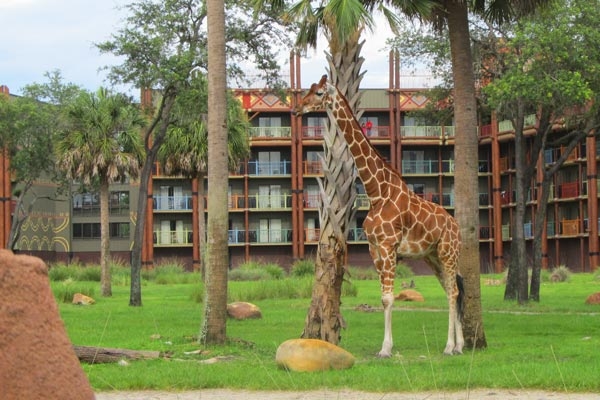 Giraffe at the Savanna in Disney Animal Kingdom Lodge 600