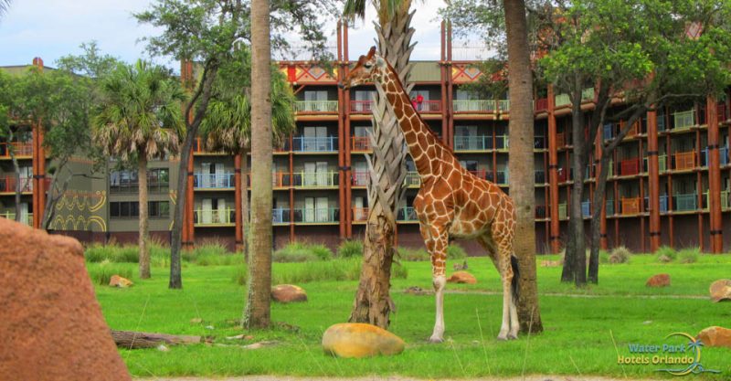 Disney Animal Kingdom Lodge Amenities - Water Slides, Pool