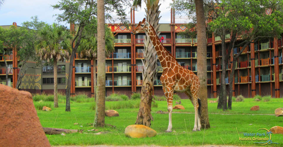 Giraffe on the Svanna at the Disney Animal Kingdom Lodge 960