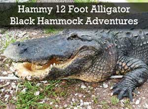 Visit Hammy the 12 Foot Alligator at Black Hammock Adventures