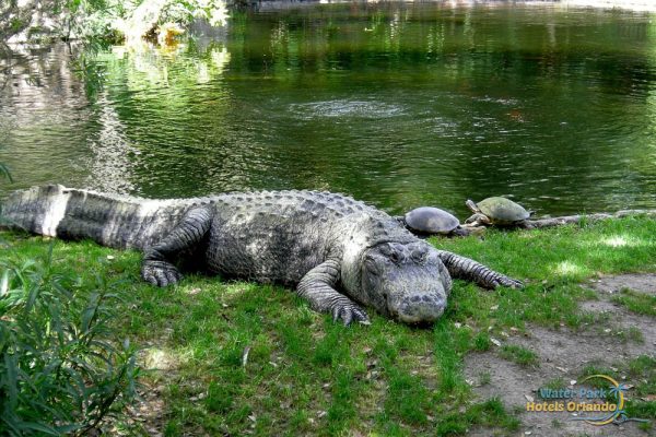 Busch Gardens Tampa Alligator on bank 1000