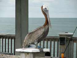 Pelican perched on the Pier at Clearwater Beach
