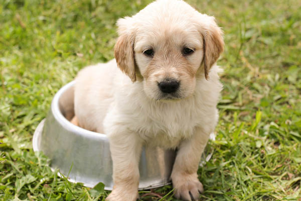 Cute dog sitting in a food bowl 600