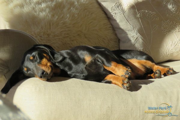 Dachshund sleeping on a sofa at a Hotel in Orlando that is Pet Friendly 1000
