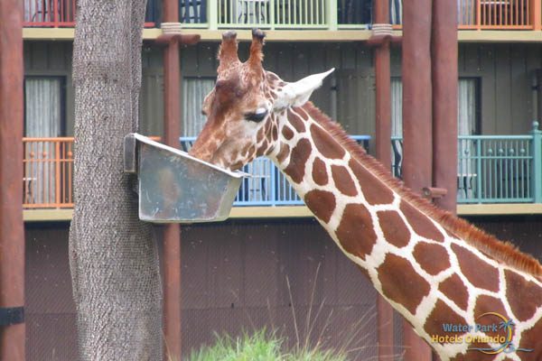 Giraffe eating on the Svanna at the Disney Animal Kingdom Lodge 600