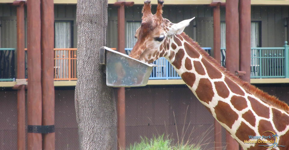 Giraffe eating on the Svanna at the Disney Animal Kingdom Lodge 960