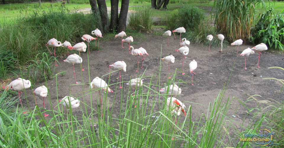 Flamingos close to the Uzima Pool Jambo House at Disney Animal Kingdom Lodge 960