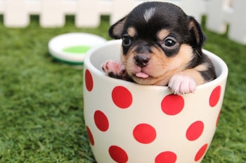 Cute dog in a cup on the grass