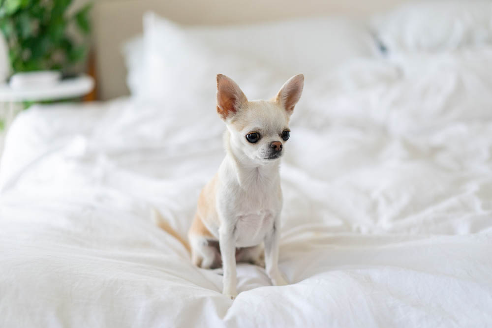 Home2 Suites Hilton Orlando Flamingo Crossing Pet Policy