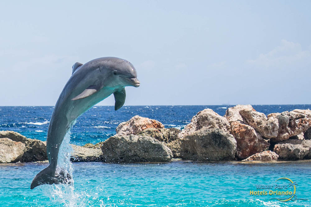 Swim with Dolphins Orlando Fl Great Tour and Adventure