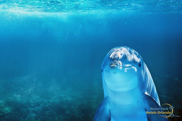 Happy dolphin in the ocean 1000