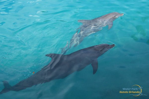 Two dolphins swimming in the water 1000
