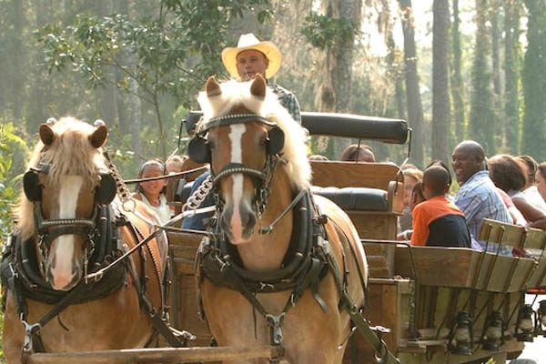Wagon pulled by a team of horses at the Disney Fort Wilderness Resort 600
