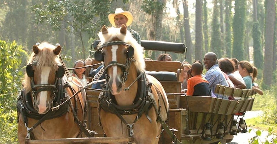 Wagon pulled by a team of horses at the Disney Fort Wilderness Resort 960