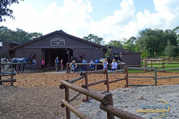 Horses being washed at the Tri-Circle-Ranch Stables in Disney Fort Wilderness Campground 600
