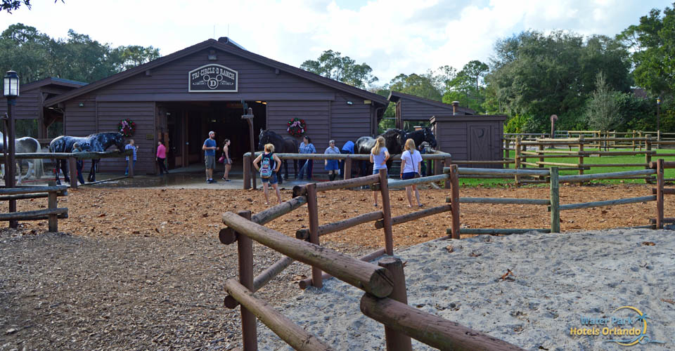Horses being washed at the Tri-Circle-Ranch Stables in Disney Fort Wilderness Campground 960