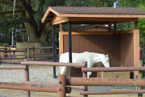 Pony eating at the Tri-Circle-D Ranch in Disney Fort Wilderness Campground 600