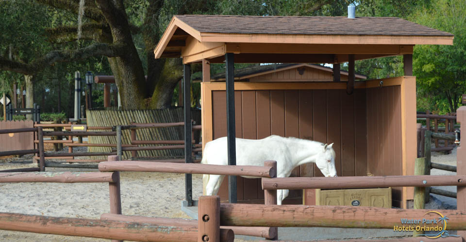 Pony eating at the Tri-Circle-D Ranch in Disney Fort Wilderness Campground 960