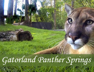 Panther Springs Exhibit at Gatorland with Neiko and Lucy
