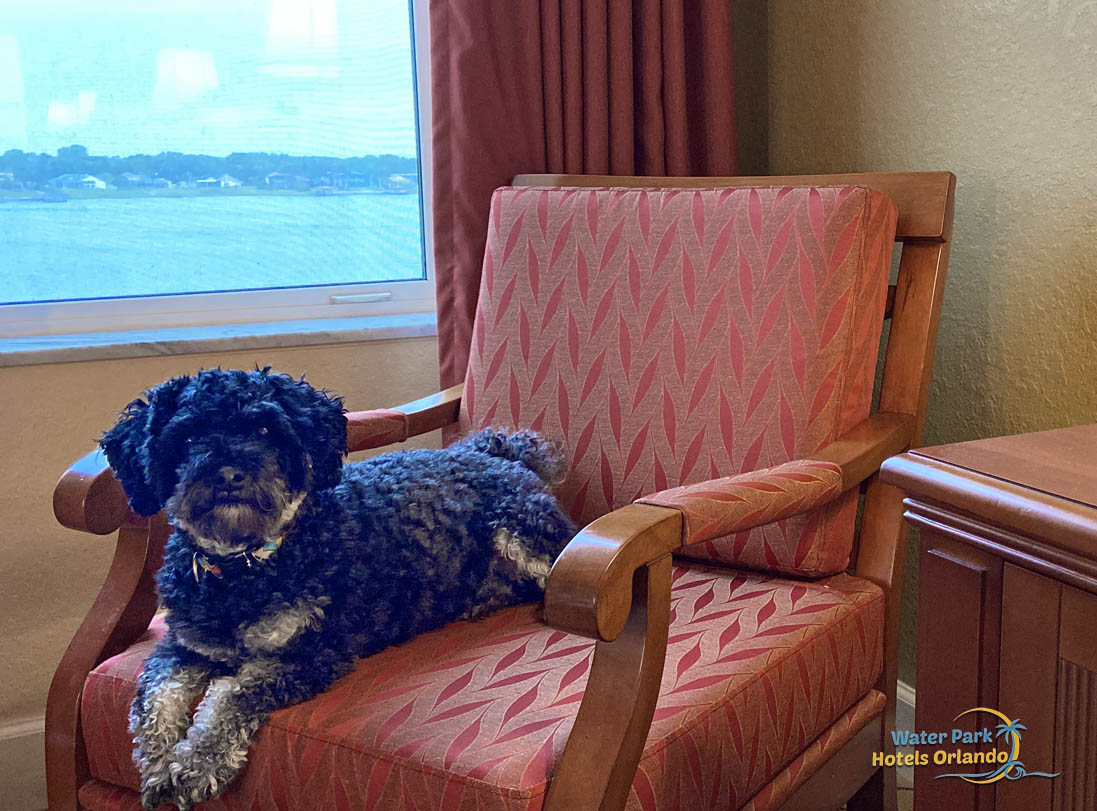 A dog lying on chair at inside a one bedroom deluxe villa at Westgate lakes spa resort, orlando florida