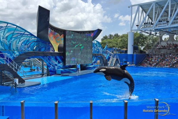 Killer Whale at SeaWorld in Orlando 1000