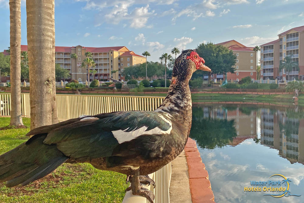 A Moscovy duck right in the heart of Westgate Town Center Kissimmiee, FL