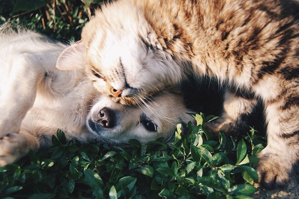 Cat and Dog Friends on the Grass
