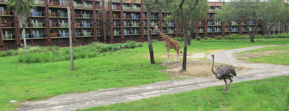 Giraffe and Ostrich walking through the Savanna at the Animal Kingdom Lodge in Disney World Orlando