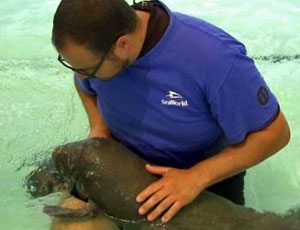 SeaWorld in Orlando rehabiliation of Baby Manatee